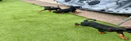 Dobermann dogs for sale: European Doberman puppies 3 available!! - Advert 8