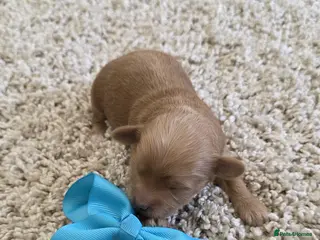 Maltipoo dogs 1 BOY RESERVED Beautiful tiny Maltipoo puppies 🐶 - Advert 1