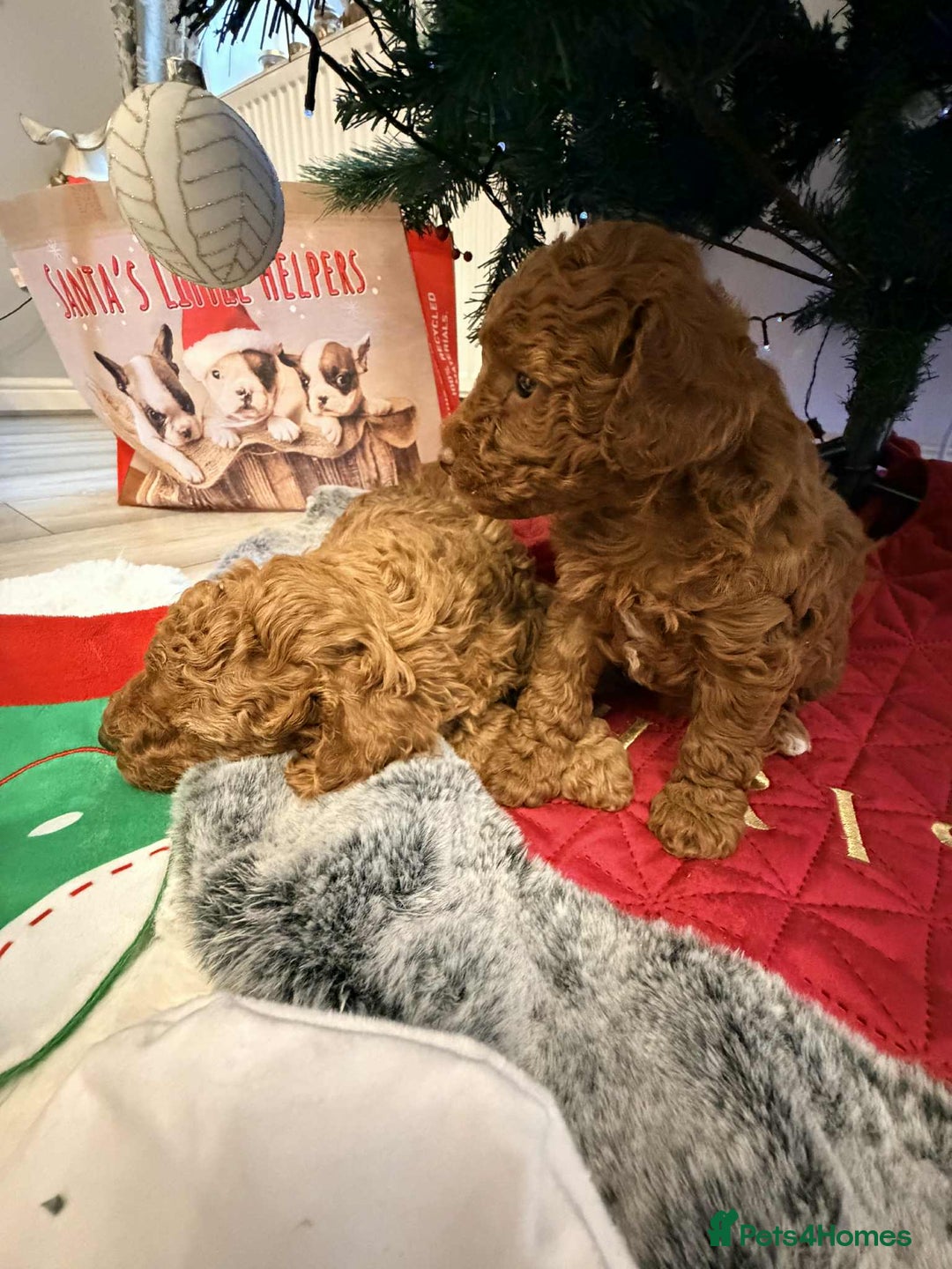 Miniature Poodle dogs for sale: Kc reg mini poodle 5 generation pedigree - Advert 14