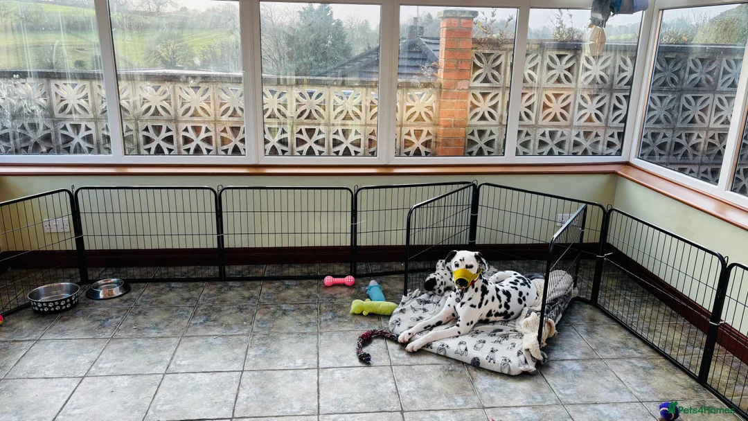 Dalmatian dogs for sale: Beautiful 6-Month-Old Dalmatian Puppy 🐾 - Advert 3