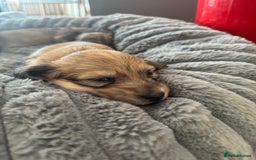 Miniature Dachshund dogs for sale: English Cream KC Reg PRA Clear Mini Dachshund  - Advert 28