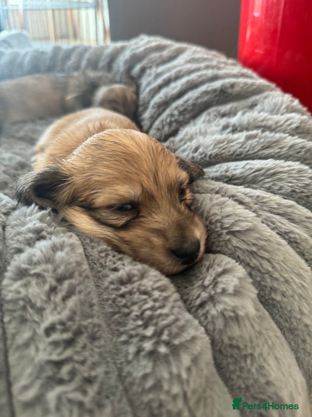 Miniature Dachshund dogs for sale: English Cream KC Reg PRA Clear Mini Dachshund  - Advert 28