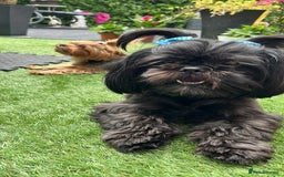 Shih Tzu dogs for sale: SHIT TZU grey puppy - Image 5