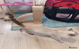 Russian Blue cats for sale: 3 angel's looking for best homes  - Image 17