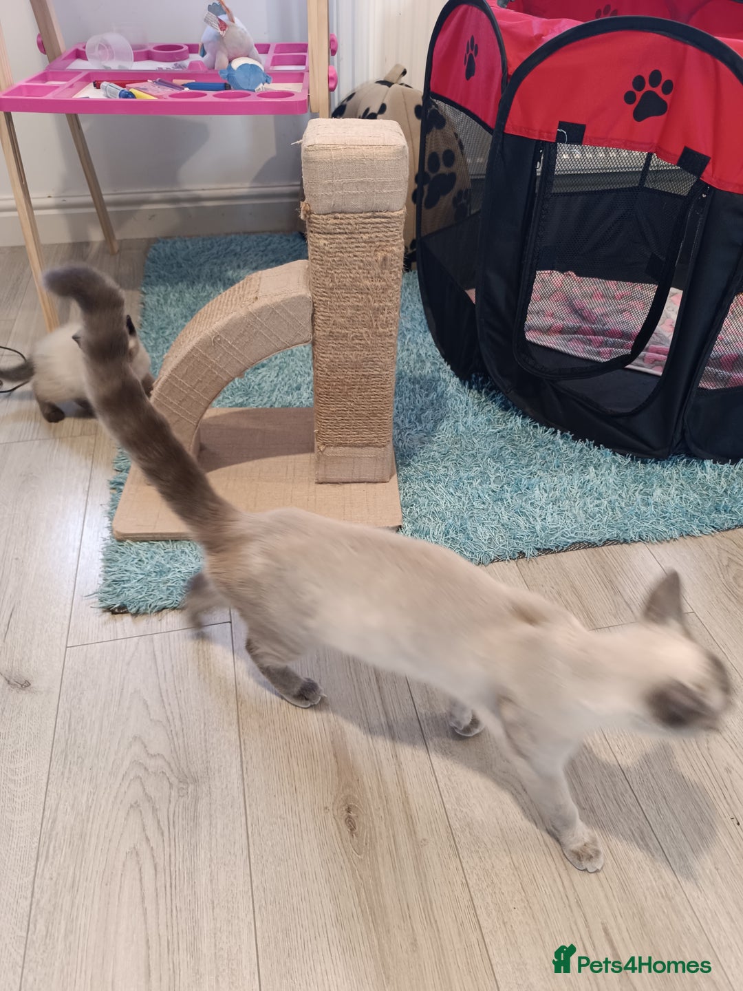 Russian Blue cats for sale: 3 angel's looking for best homes  - Image 17