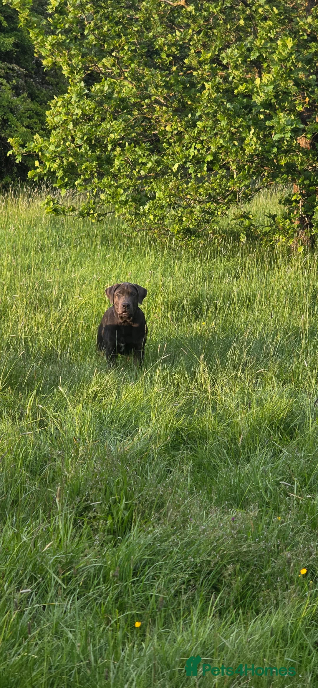 Presa Canario dogs for sale: Little Ron in Windsor - Advert 6