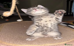 Bengal cats for sale: Half Bengal Kittens for sale  - Image 10
