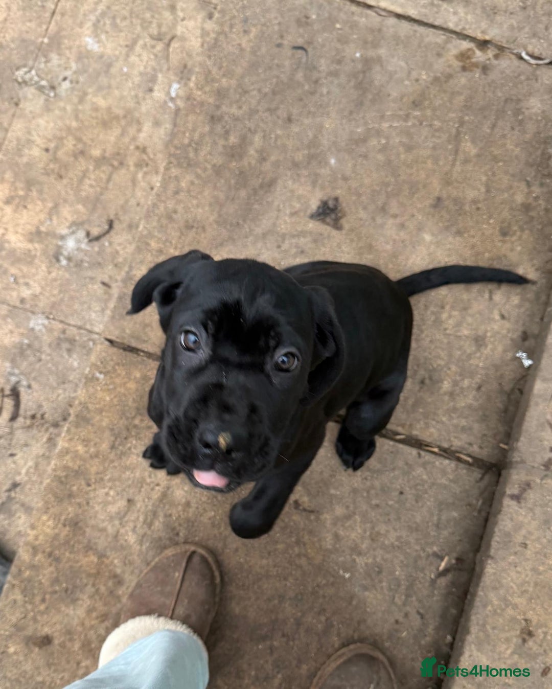Cane Corso dogs for sale: 1 girl needing her forever homes  - Advert 21