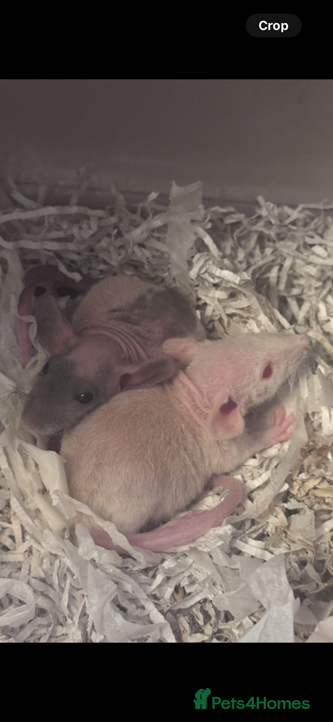 Rat rodents for sale: 5 friendly male rats with cage - Image 5