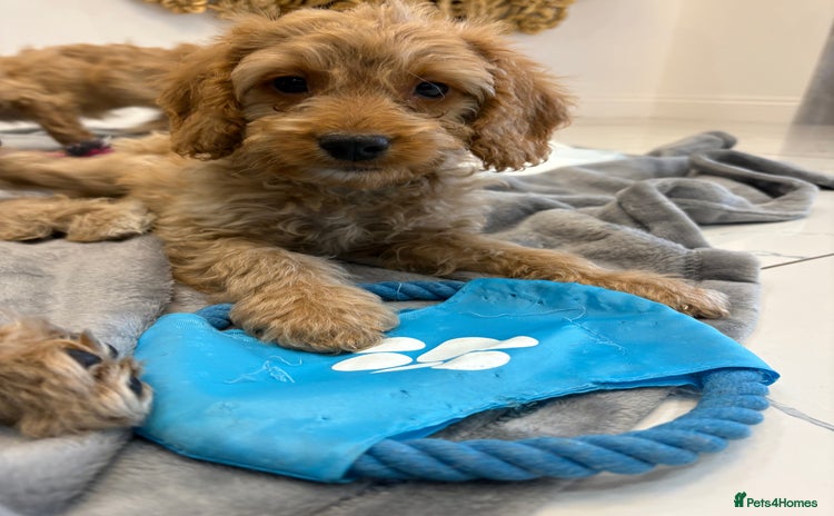 Cockapoo dogs for sale - Advert 1