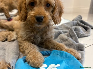 Cockapoo dogs - Advert 6