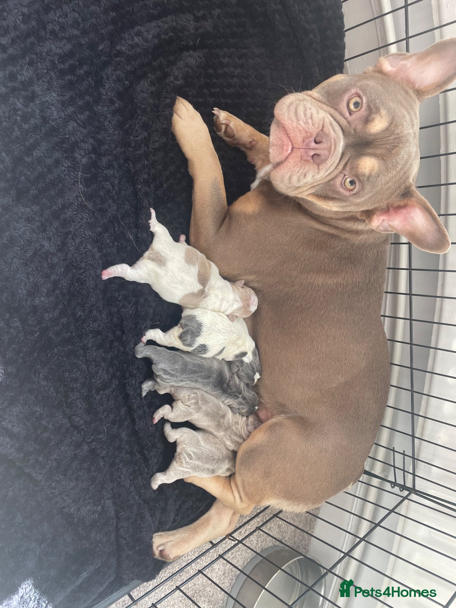 Mixed Breed dogs Pocket bully puppies  - Advert 1