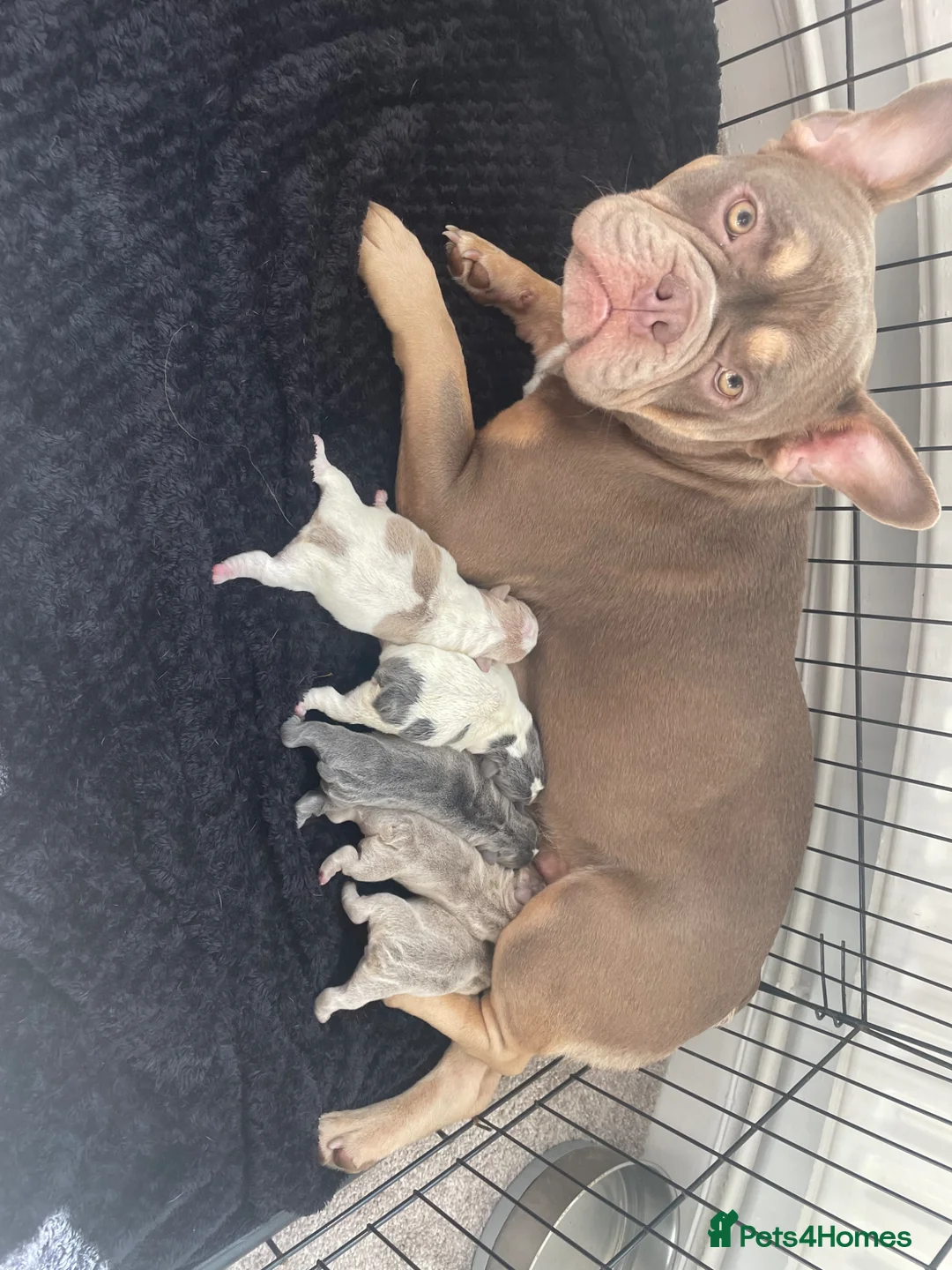 Mixed Breed dogs for sale: Pocket bully puppies  in Stoke-on-Trent - Advert 1