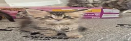 Maine Coon cats for sale: Maine Coon Kittens ready for there forever homes  - Advert 12