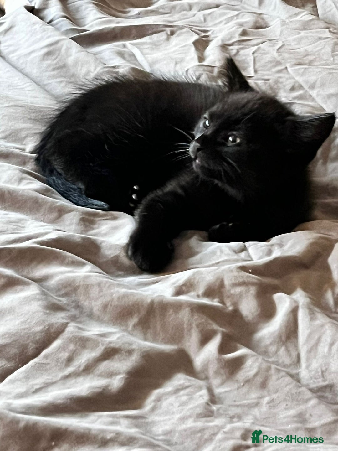 Mixed Breed cats for sale: Kittens for Sale - Advert 9