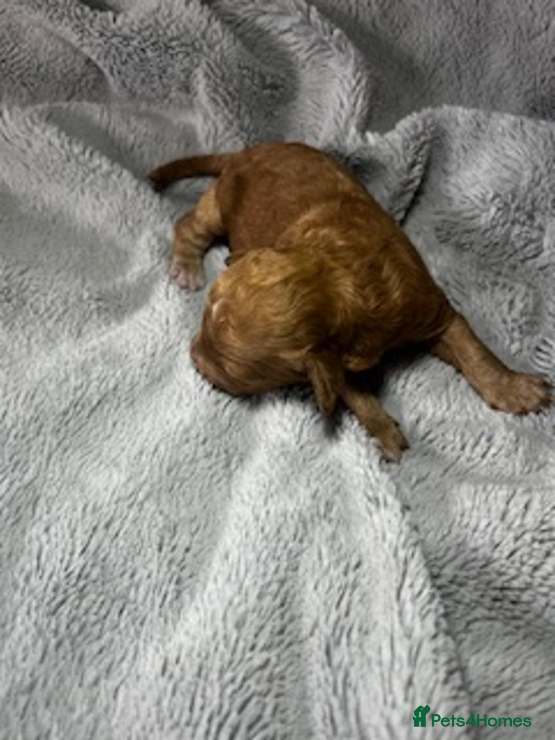 Australian Labradoodle dogs for sale: 6 Gorgeous Australian Labradoodle Puppies - Image 24