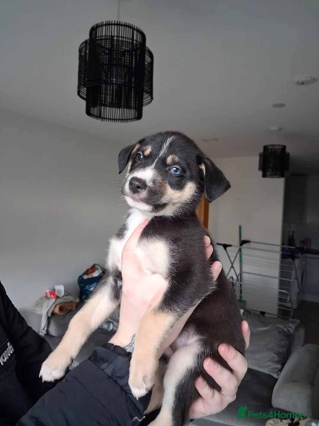 Mixed Breed dogs for sale: Agouti Husky Cross puppies  - Advert 36