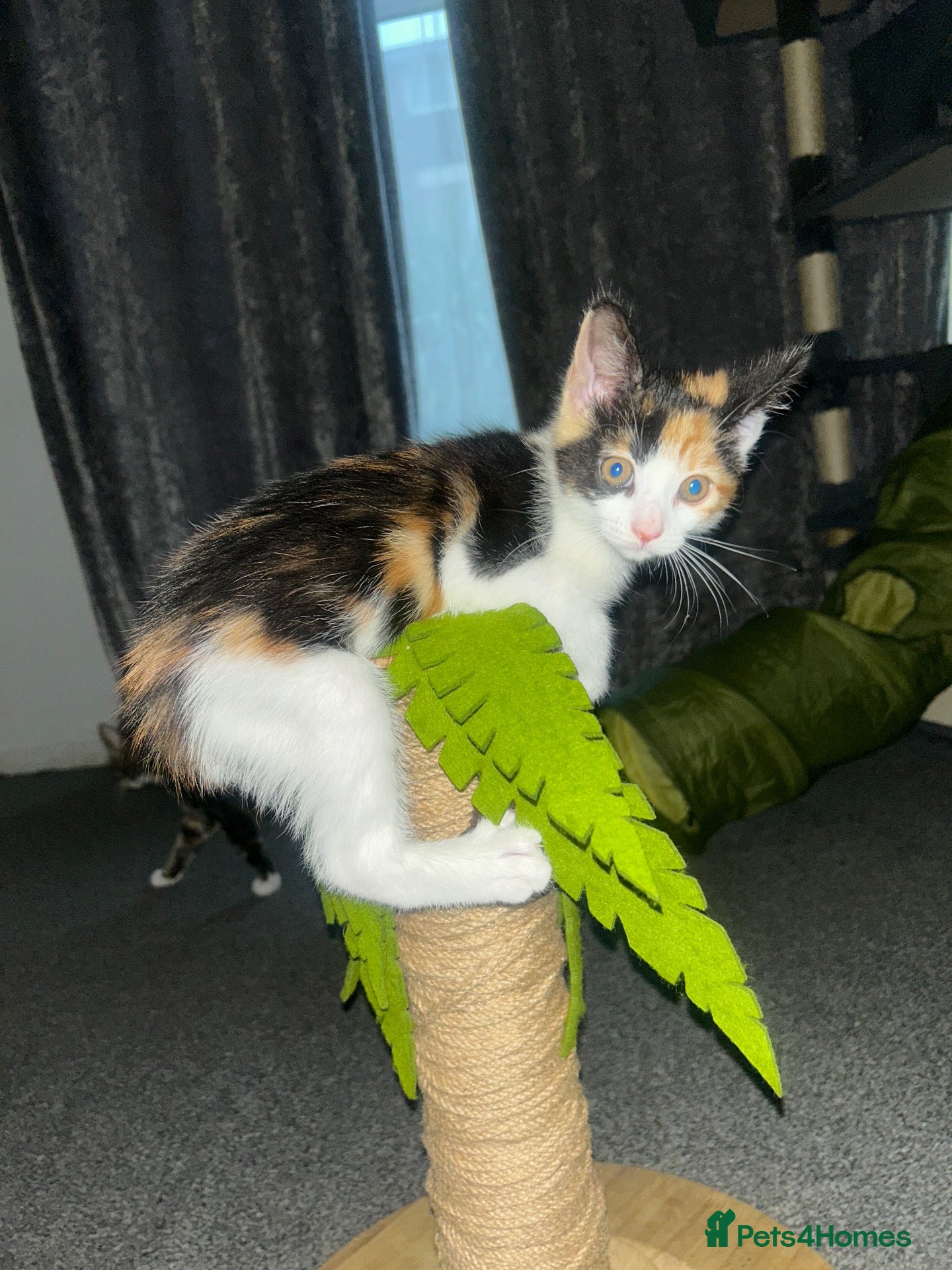 Mixed Breed cats 1 Gorgeous Female Kittens Ready Now  🐾  - Advert 1