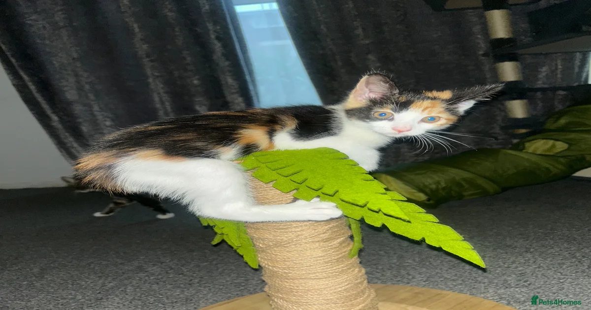 Mixed Breed Kittens for sale in Addlestone, Surrey | Pets4Homes