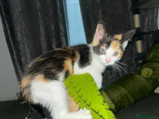 Mixed Breed cats 1 Gorgeous Female Kittens Ready Now 🐾 - Advert 1