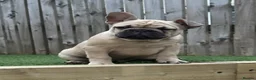 French Bulldog dogs for sale: French Bulldog Puppies - Fawn/Cream - Advert 1