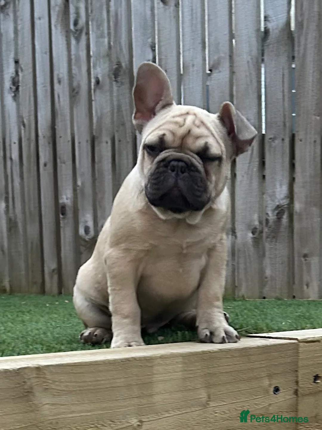 French Bulldog dogs for sale: French Bulldog Puppies - Fawn/Cream - Advert 1