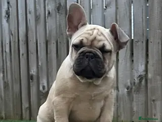 French Bulldog dogs French Bulldog Puppies - Fawn/Cream - Advert 2