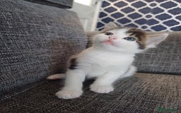 Mixed Breed cats for sale: Kittens  - Image 2