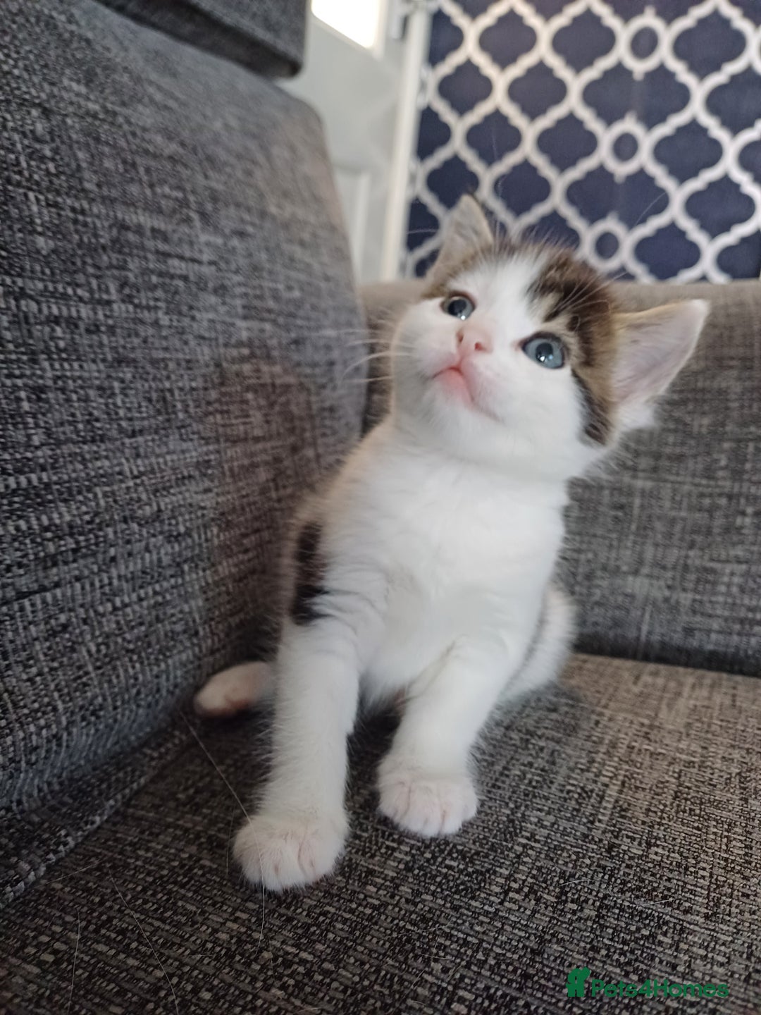 Mixed Breed cats for sale: Kittens  - Image 2