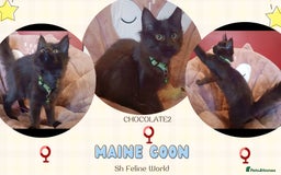 Maine Coon cats for sale: Adorable Maine Coon kittens in Manchester - Image 11