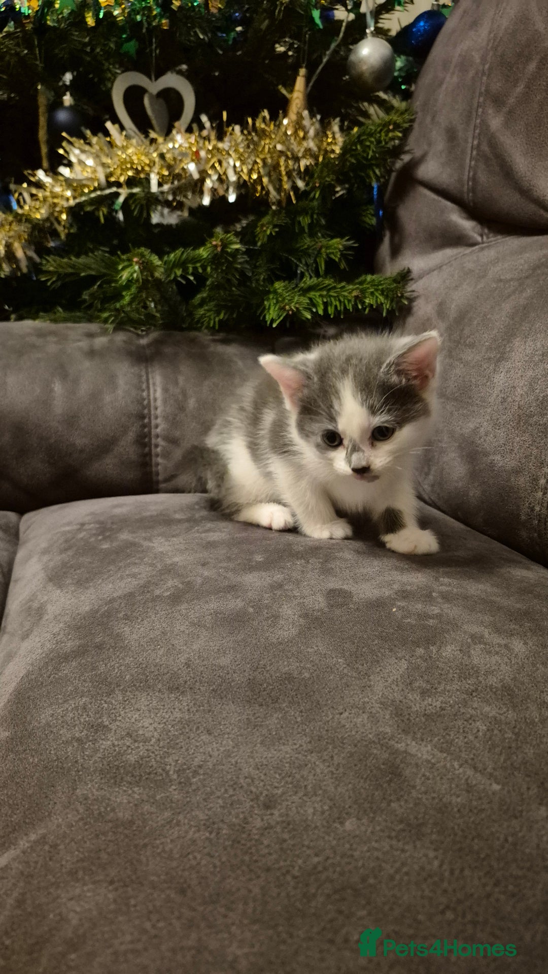 Mixed Breed cats for sale: Kittens  - Advert 2