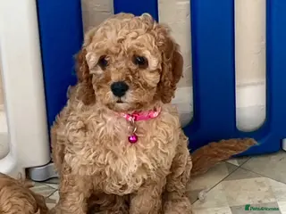 Cavapoo dogs Top quality, health tested F1b Cavapoo babies - Advert 15