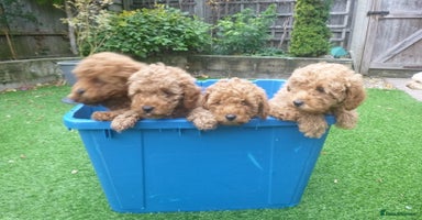 Toy Poodle dogs - Advert 5