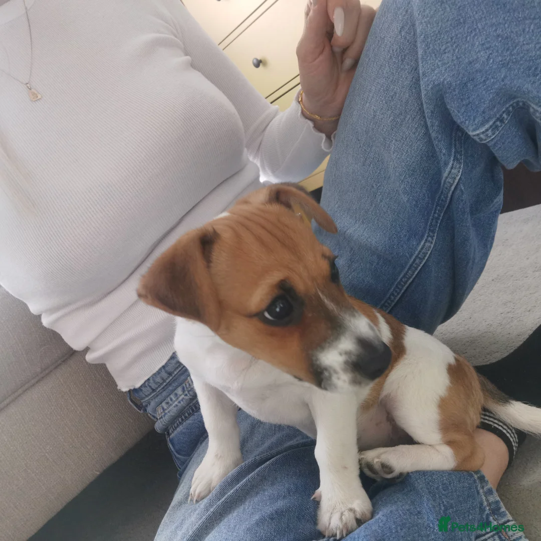 Jack Russell dogs for sale: Adorable Jack Russell Puppy, Female. - Advert 9