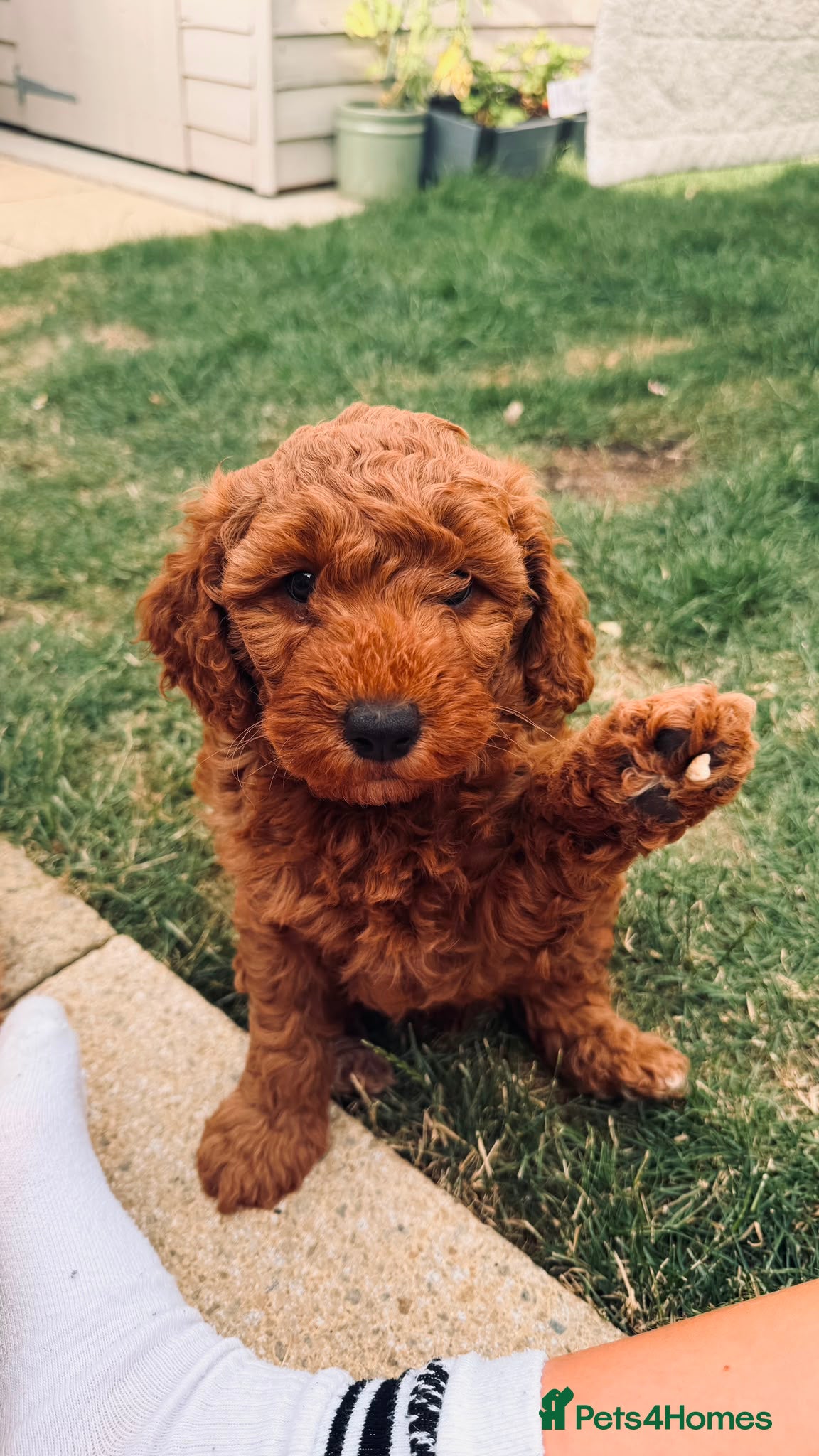 Cockapoo dogs Cockapoo puppies  - Advert 1