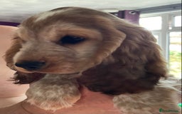 Cocker Spaniel dogs for sale: Beautiful Cocker spaniel puppies  - Image 2