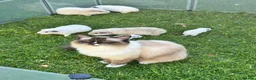 Guinea Pig rodents for sale: Guinea pigs white Teddy shape - Advert 4