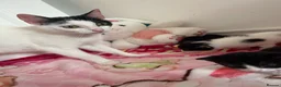 Bramble cats for sale: Kittens for sale  in Hamilton - Advert 5