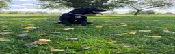 Sprocker dogs for sale: Sprocker spaniel  - Advert 5