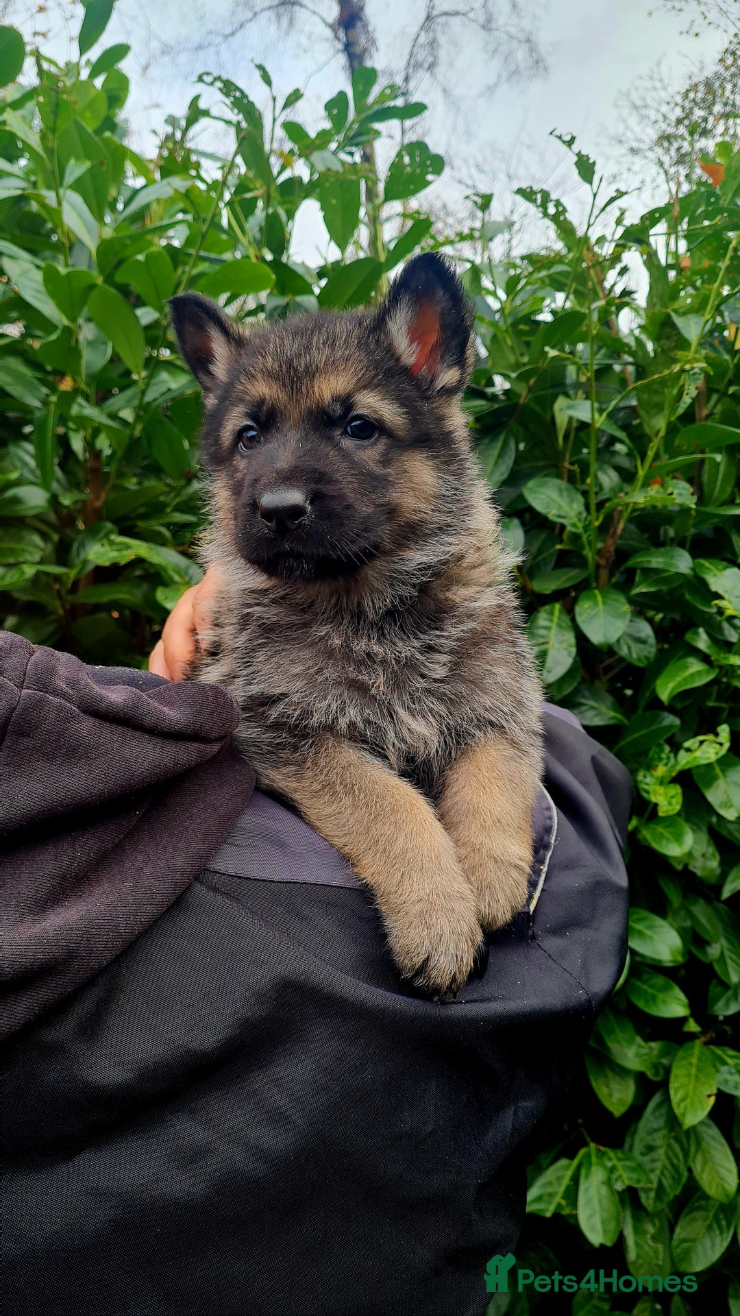 German Shepherd dogs for sale: German Shepherd Puppies For Sale - Advert 12