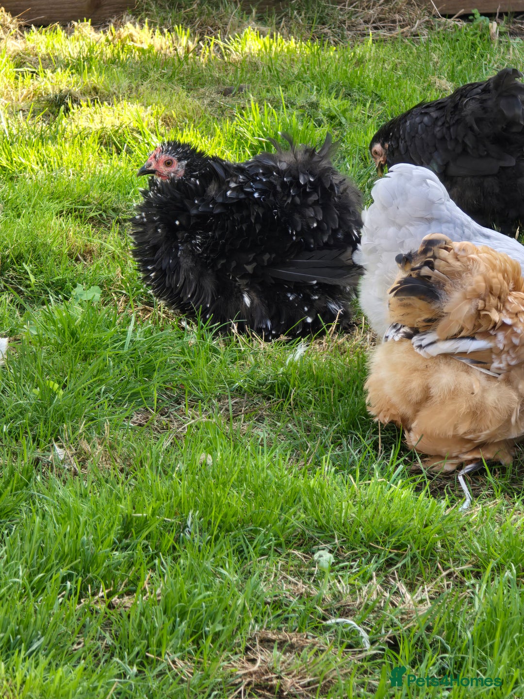 Chickens poultry for sale: Pekin Bantam Pullets POL  - Image 2