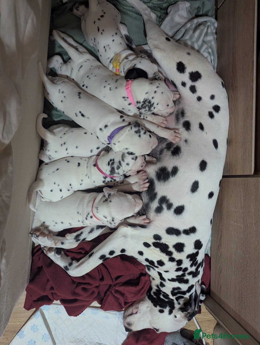 Dalmatian dogs for sale: Beautiful litter of 6 Dalmatian Puppies - Advert 2
