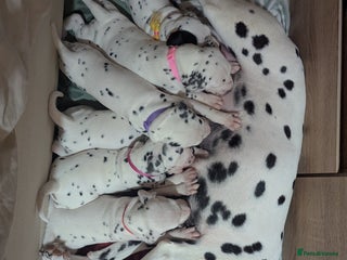 Dalmatian dogs Beautiful litter of 6 Dalmatian Puppies - Advert 17