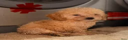 Cockapoo dogs for sale: TOY COCKAPOO PUPPIES FOR SALE  🐾 - Advert 10