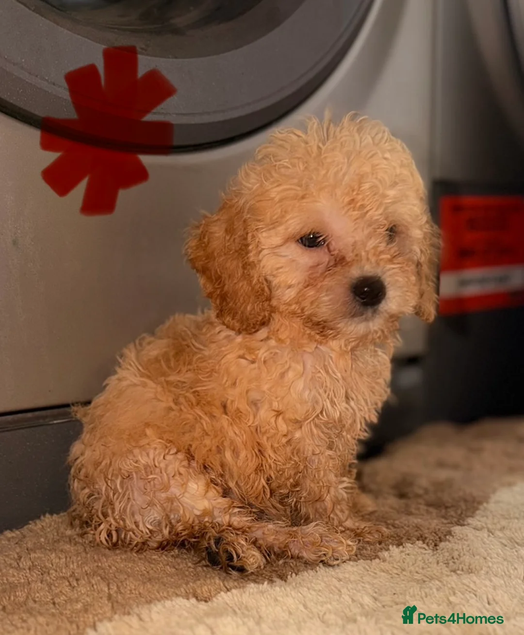 Cockapoo dogs for sale: TOY COCKAPOO PUPPIES FOR SALE  🐾 - Advert 10