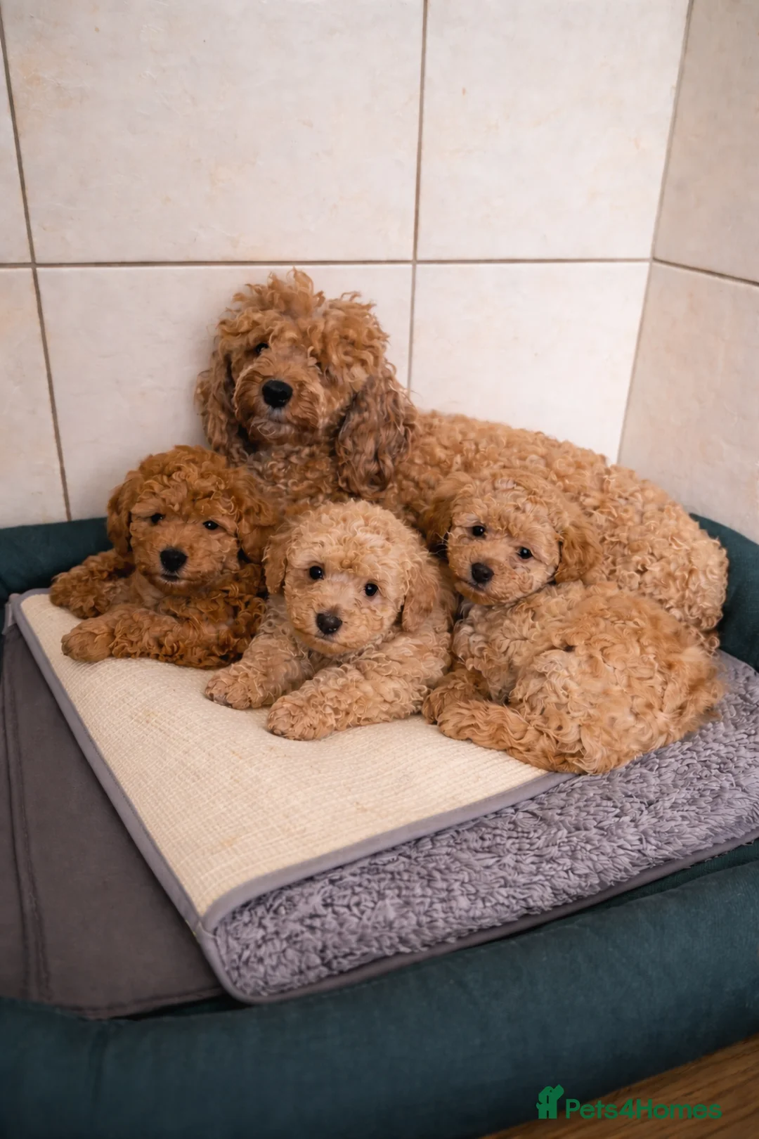 Toy Poodle dogs for sale: KC REGISTERED TOY POODLES - Advert 2