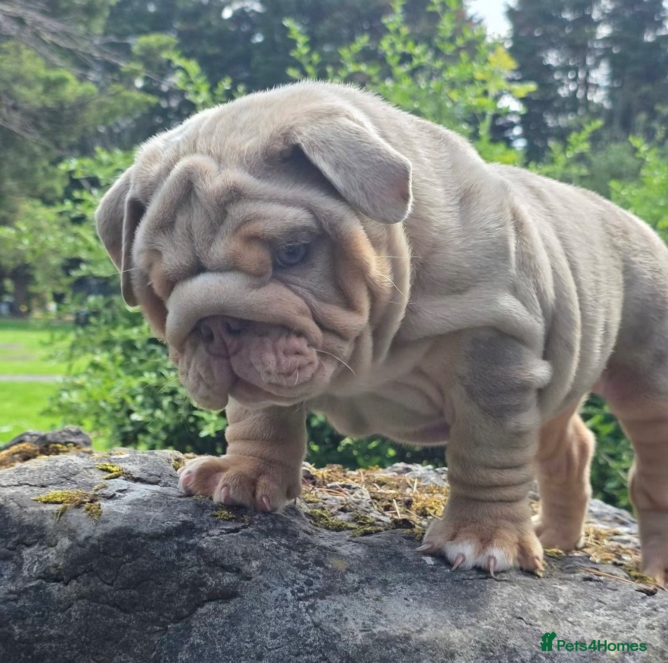 English Bulldog dogs Mr Muscles litter Quality English Bulldogs - Advert 2