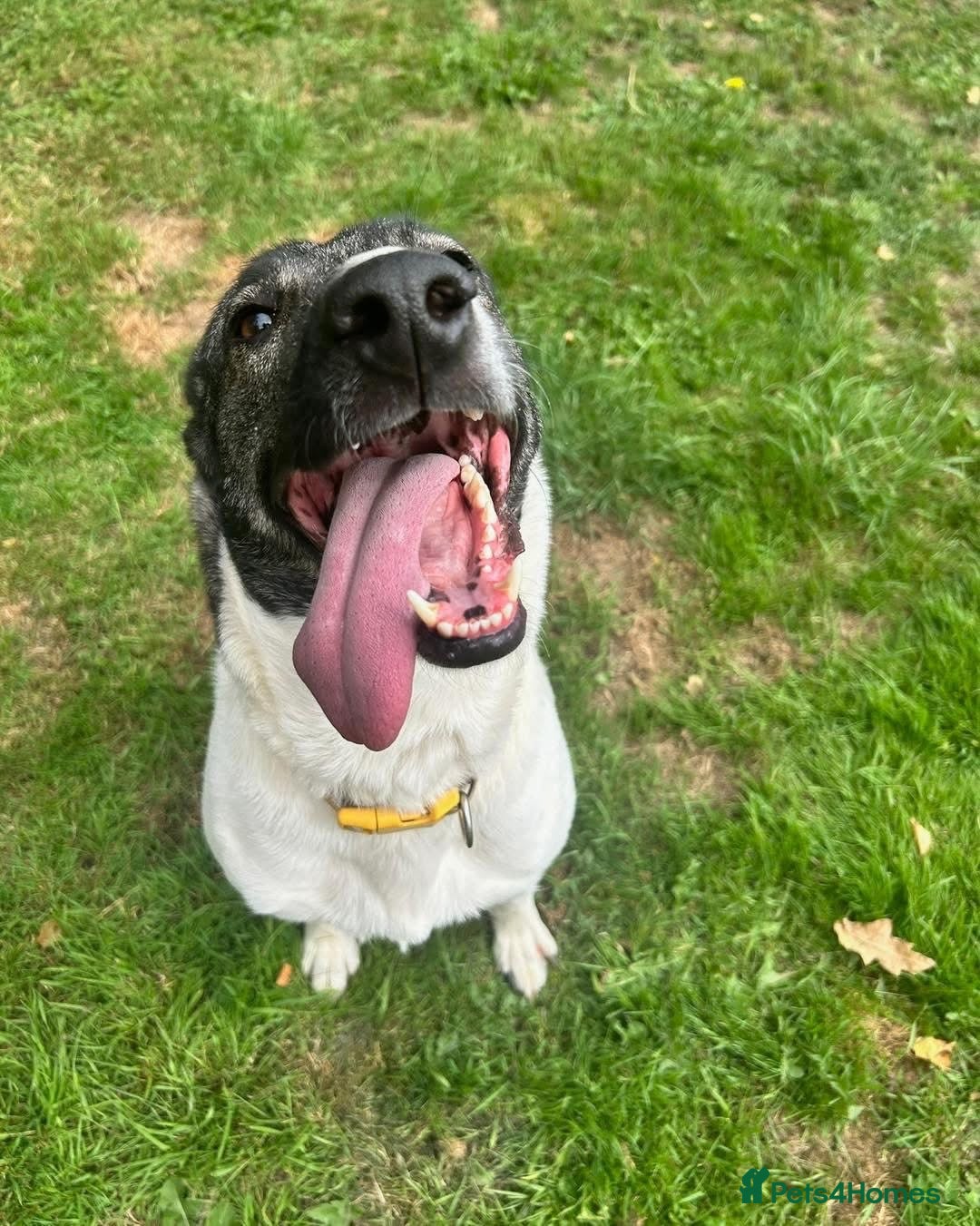 Mixed Breed dogs for adoption: Daisy - loves so hard. She just wants the same in Kidderminster - Advert 16