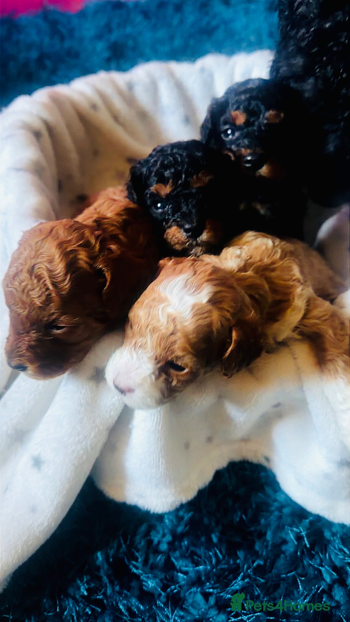 Cavapoo dogs Cavapoo Puppies  - Advert 16