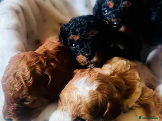 Cavapoo dogs Cavapoo Puppies - Advert 16